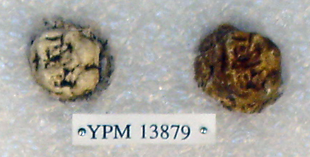 Sivapithecus sivalensis