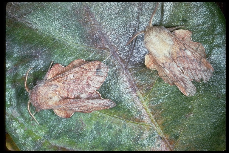 Phyllodesma coturnix