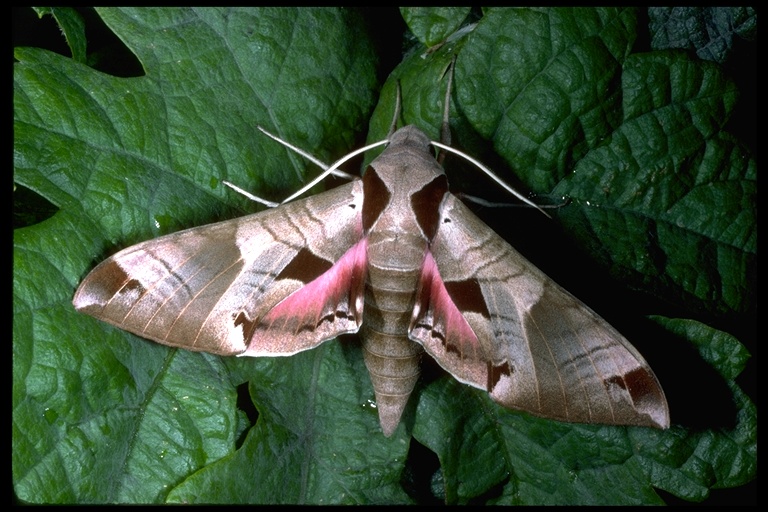 CalPhotos: Eumorpha achemon; Grapevine Sphinx Moth