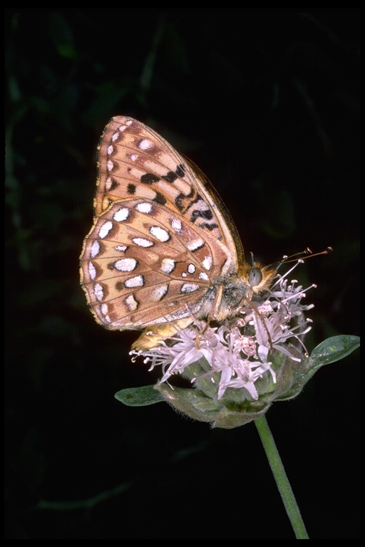 Speyeria egleis