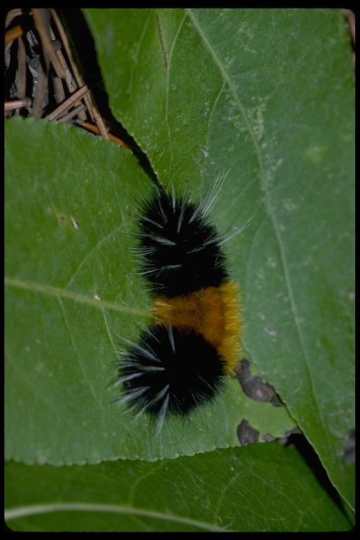 Lophocampa maculata