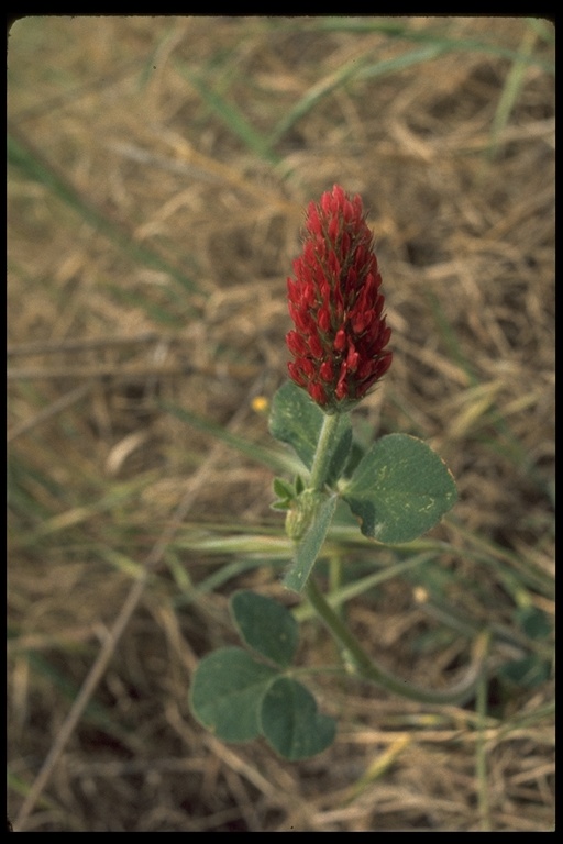 Trifolium incarnatum Trifolium incarnatum