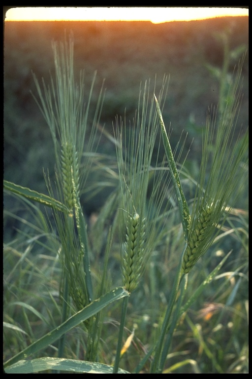 Triticum sp. Triticum sp.