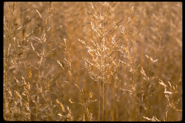 Agrostis sp. Agrostis sp.