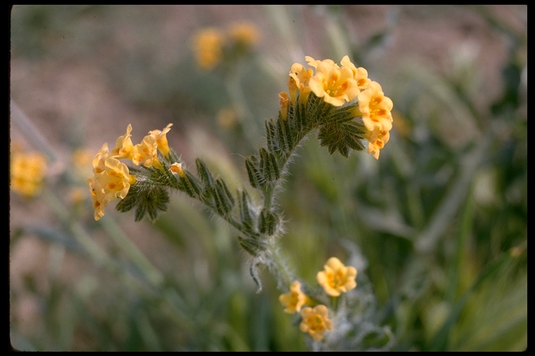 Amsinckia sp. Amsinckia sp.