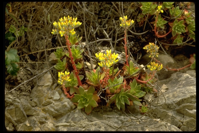 Dudleya sp. Dudleya sp.