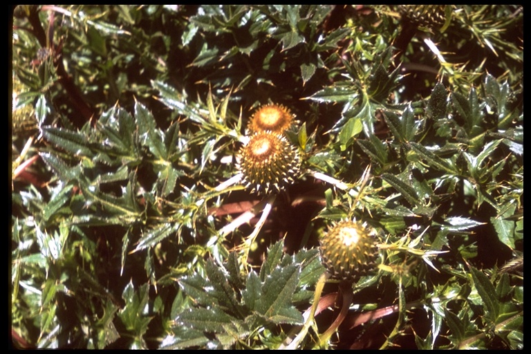 Cirsium sp. Cirsium sp.