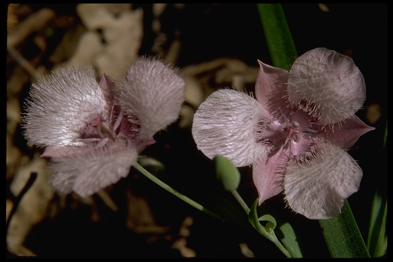 Calochortus tolmiei Calochortus tolmiei