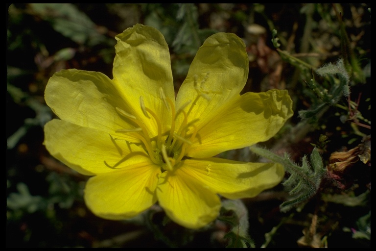 Oenothera primiveris Oenothera primiveris
