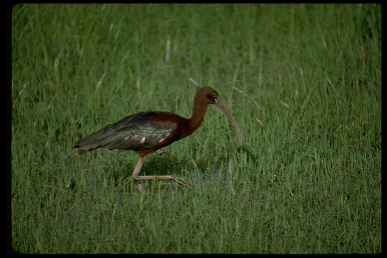 Plegadis falcinellus Plegadis falcinellus