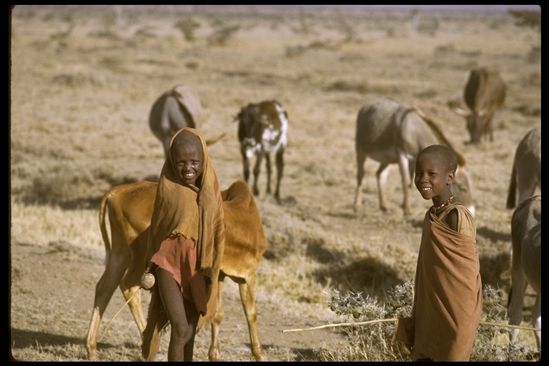 Masai boys and cattle in Kenya, Africa