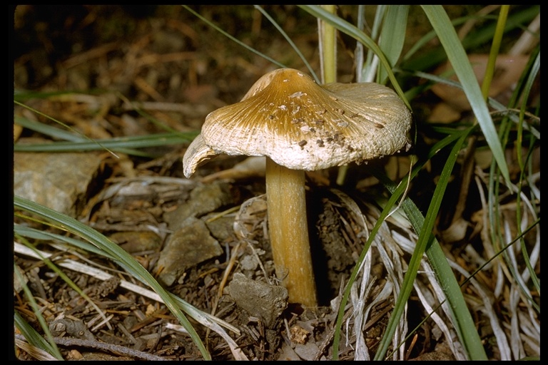 Inocybe sororia Inocybe sororia