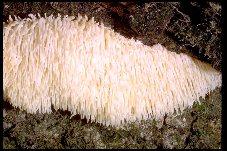 Hericium erinaceus Hericium erinaceus