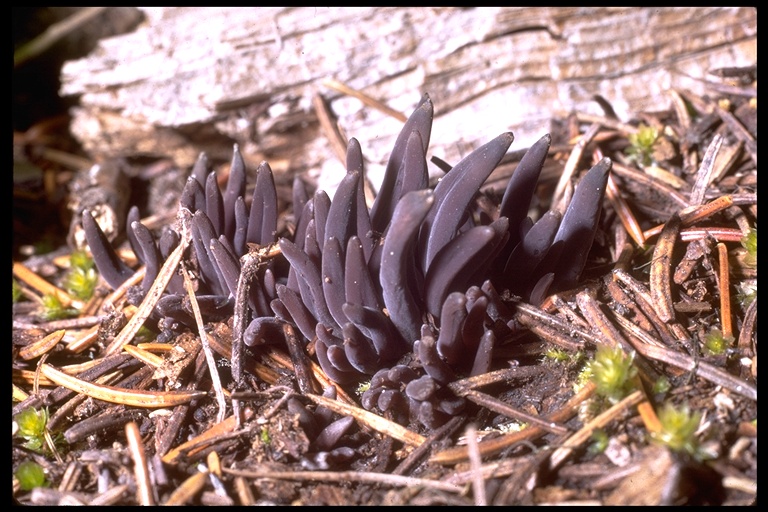 Clavaria purpurea