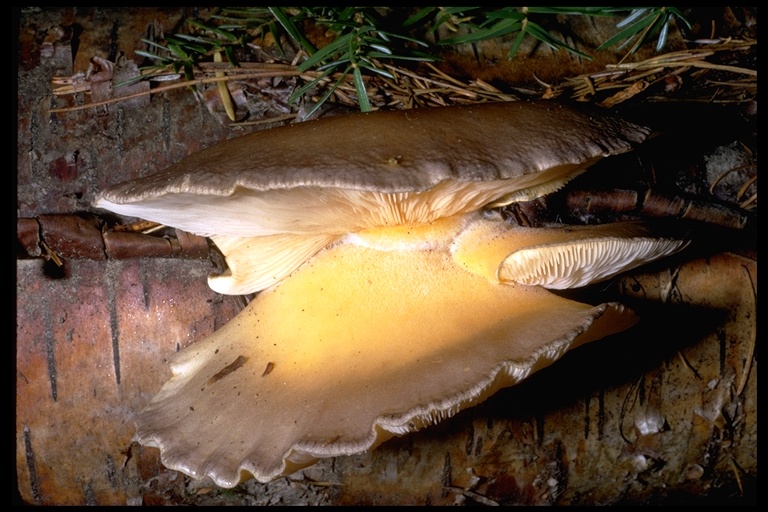 Panellus serotinus Panellus serotinus