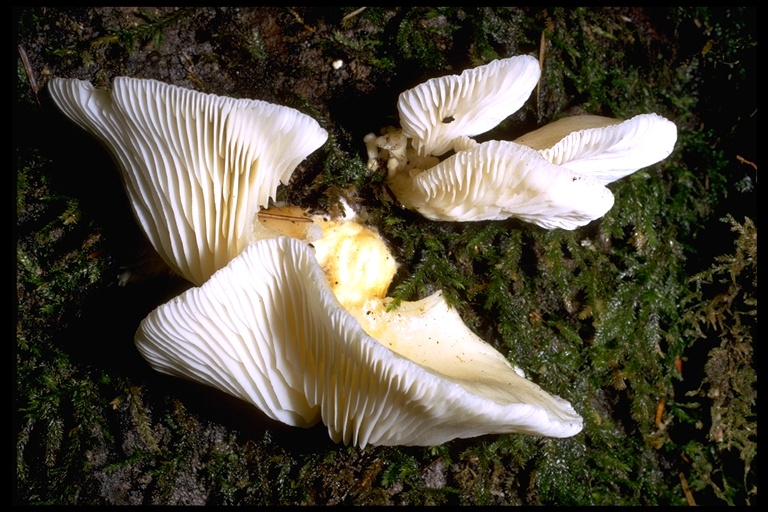 Panellus serotinus Panellus serotinus