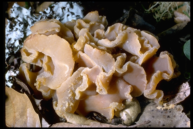 Peziza vesiculosa Peziza vesiculosa