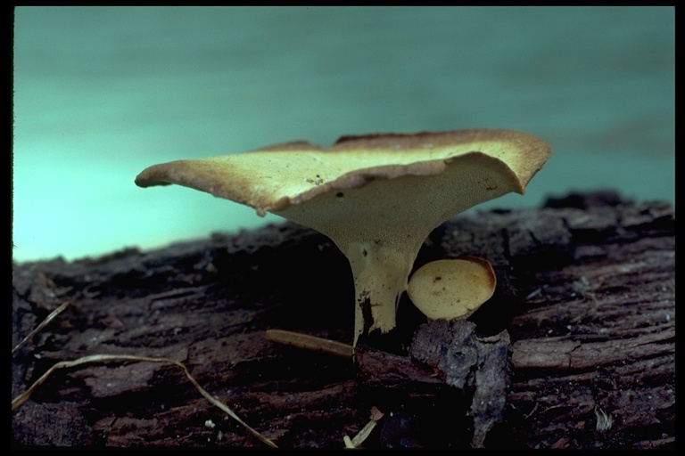 Polyporus elegans Polyporus elegans