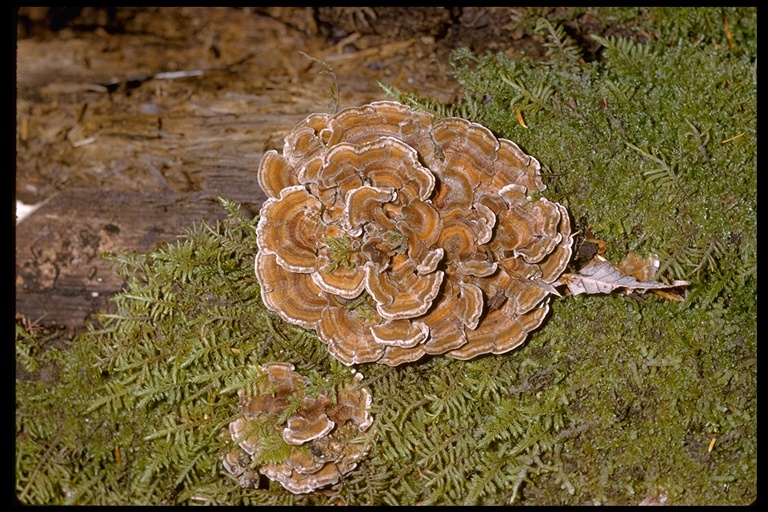 Polyporus versicolor