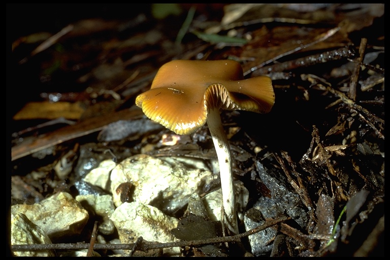 Psilocybe cyanescens Psilocybe cyanescens
