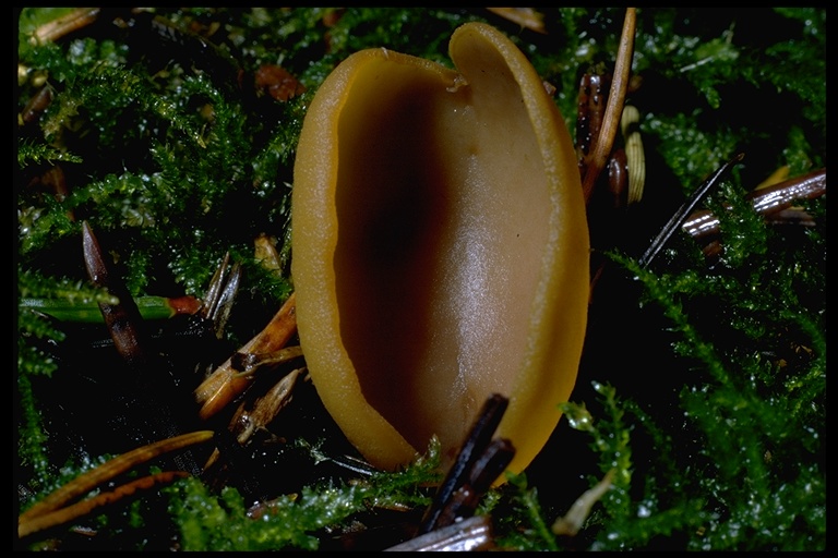 Otidea leporina Otidea leporina