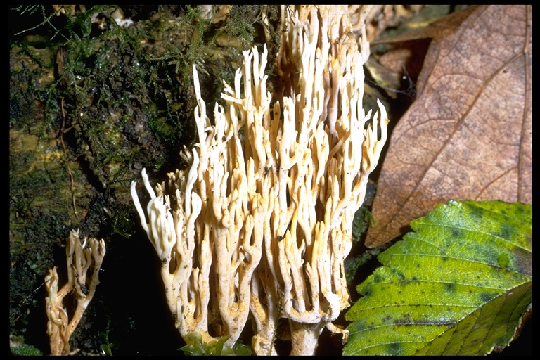 Ramaria stricta Ramaria stricta