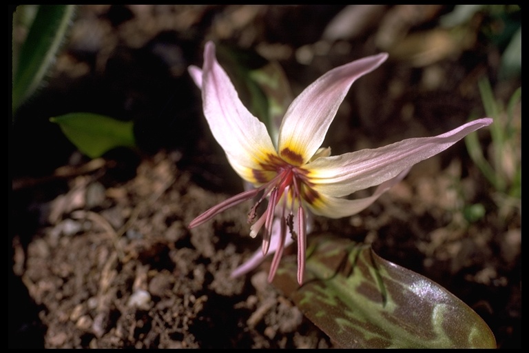 Erythronium hendersonii