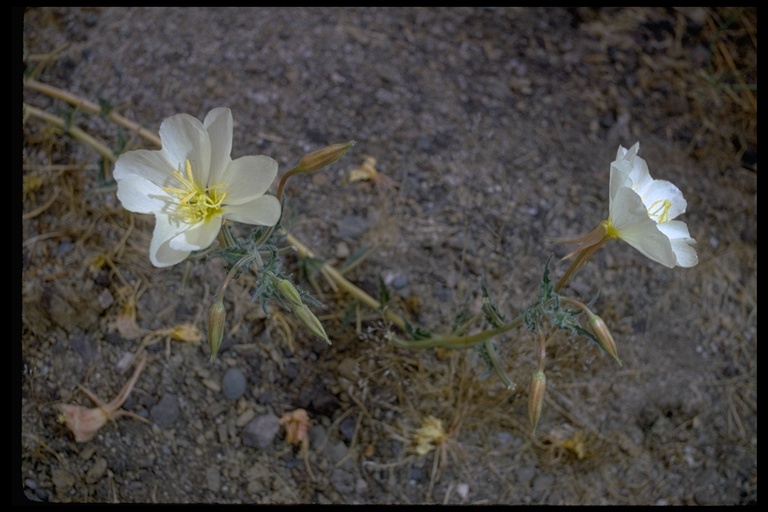 Oenothera deltoides ssp. howellii Oenothera deltoides ssp. howellii