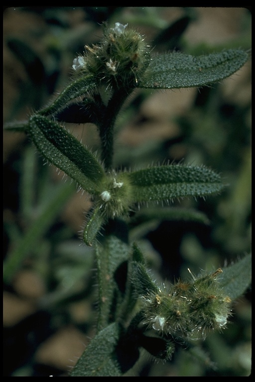 Cryptantha sp.