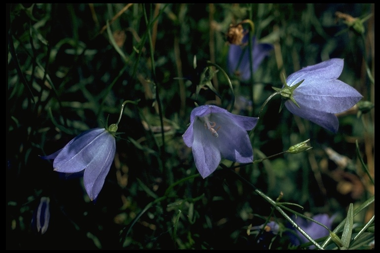 Campanula rotundifolia Campanula rotundifolia