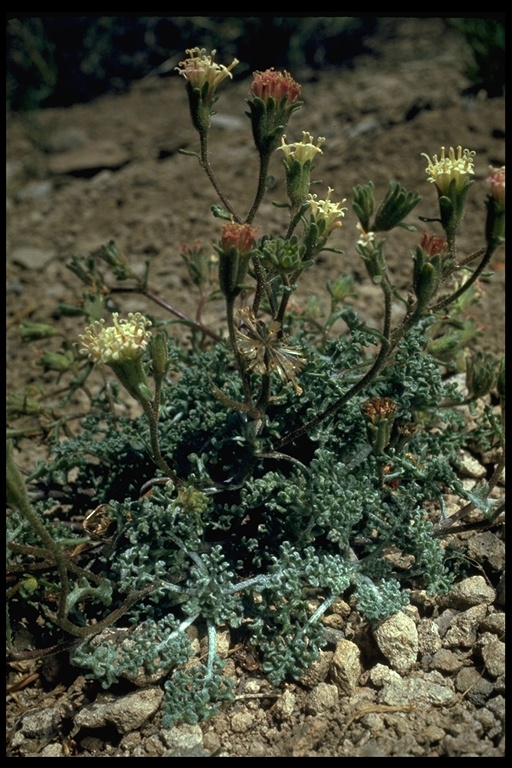 Chaenactis douglasii var. douglasii Chaenactis douglasii var. douglasii