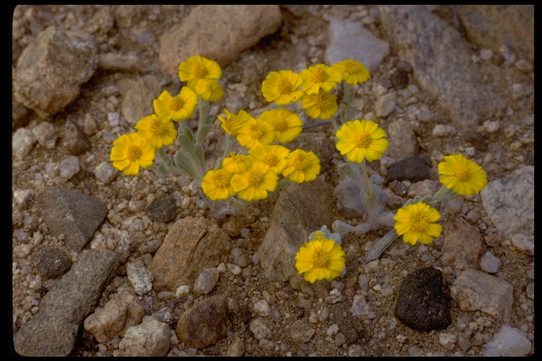 Eriophyllum wallacei Eriophyllum wallacei