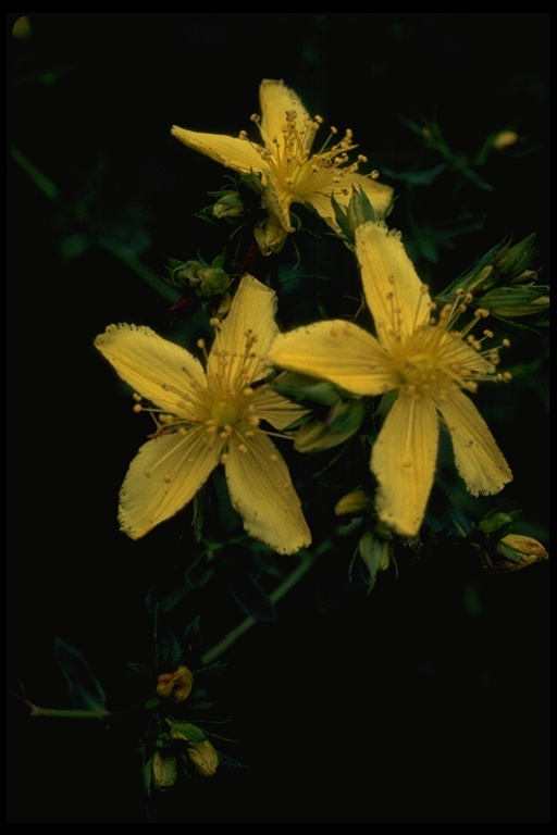 Hypericum formosum var. scouleri