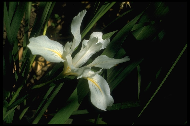 Iris purdyi
