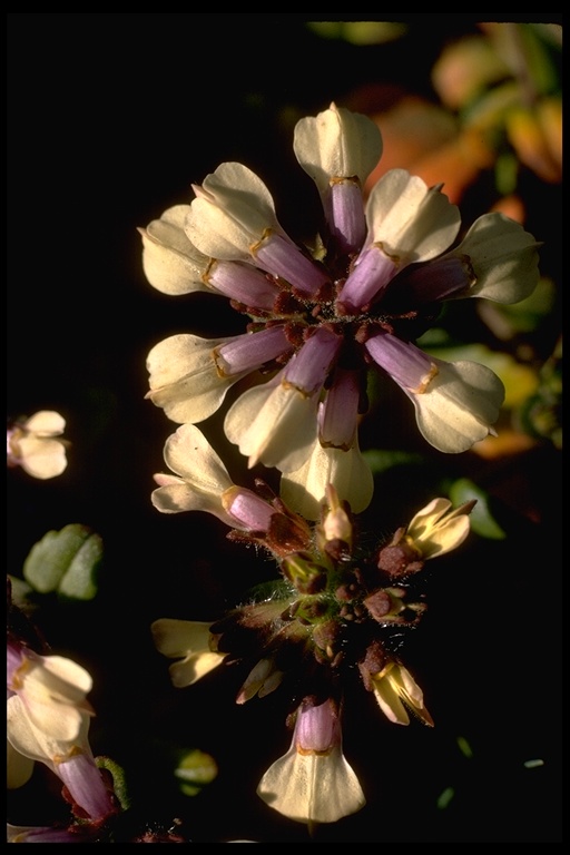 Collinsia corymbosa