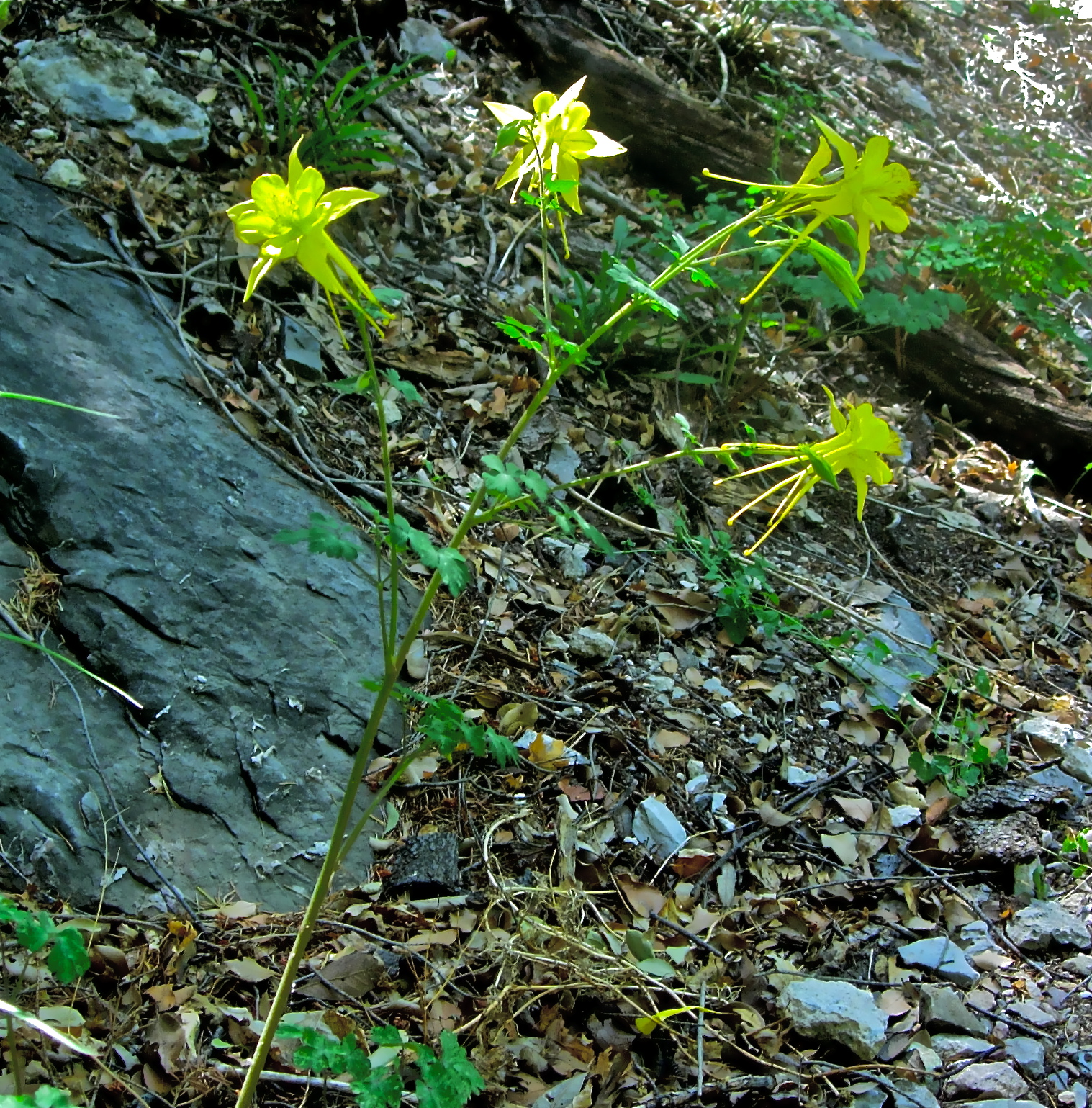 <i>Aquilegia chrysantha</i>; Golden Columbine