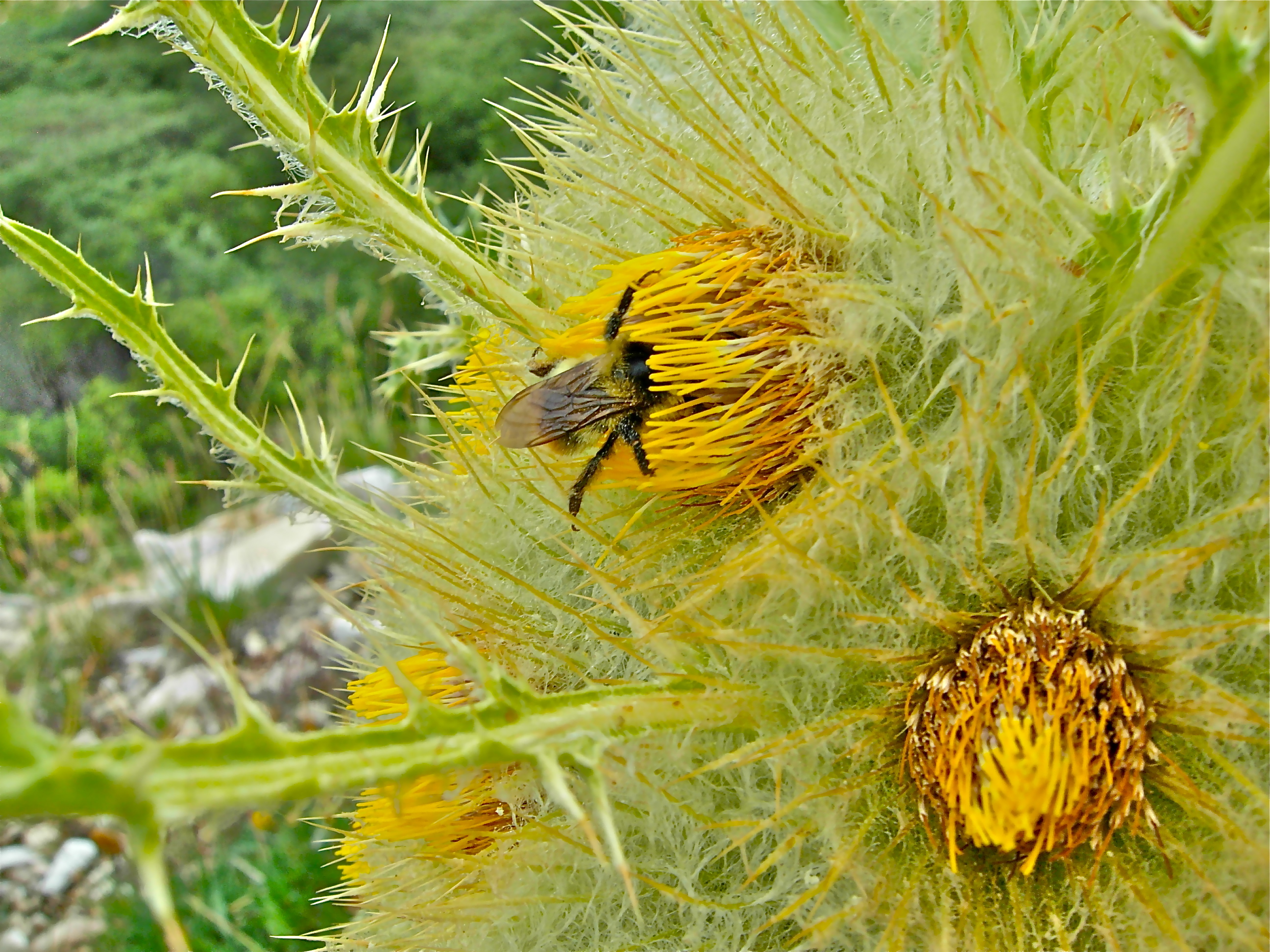 <i>Cirsium scopulorum</i>