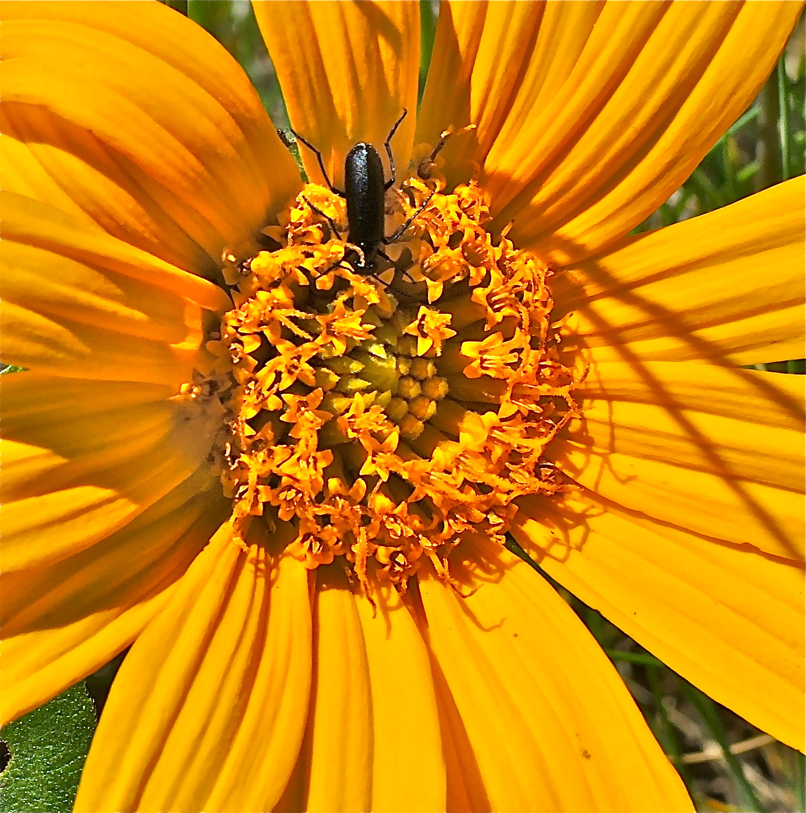 <i>Wyethia angustifolia</i>; Narrow Leaf Mule's Ears