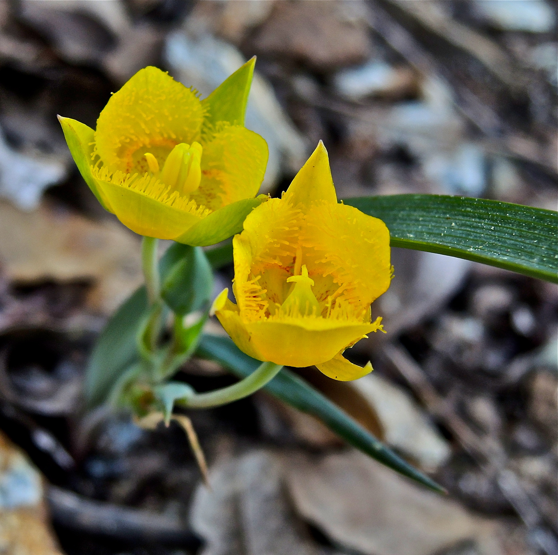 <i>Calochortus monophyllus</i>; Yellow Star Tulip