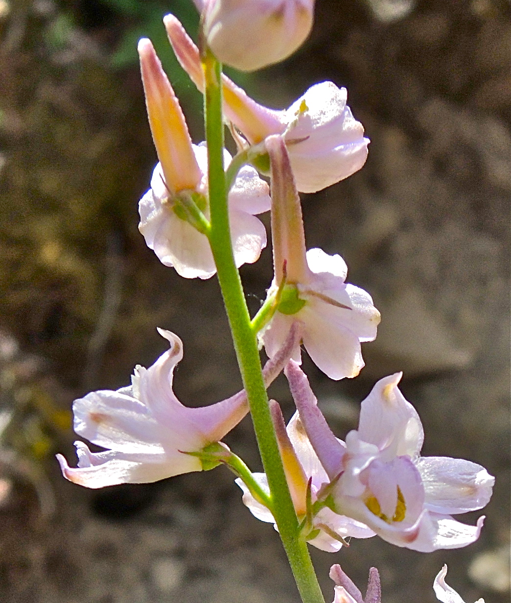 <i>Delphinium hansenii ssp. hansenii</i>