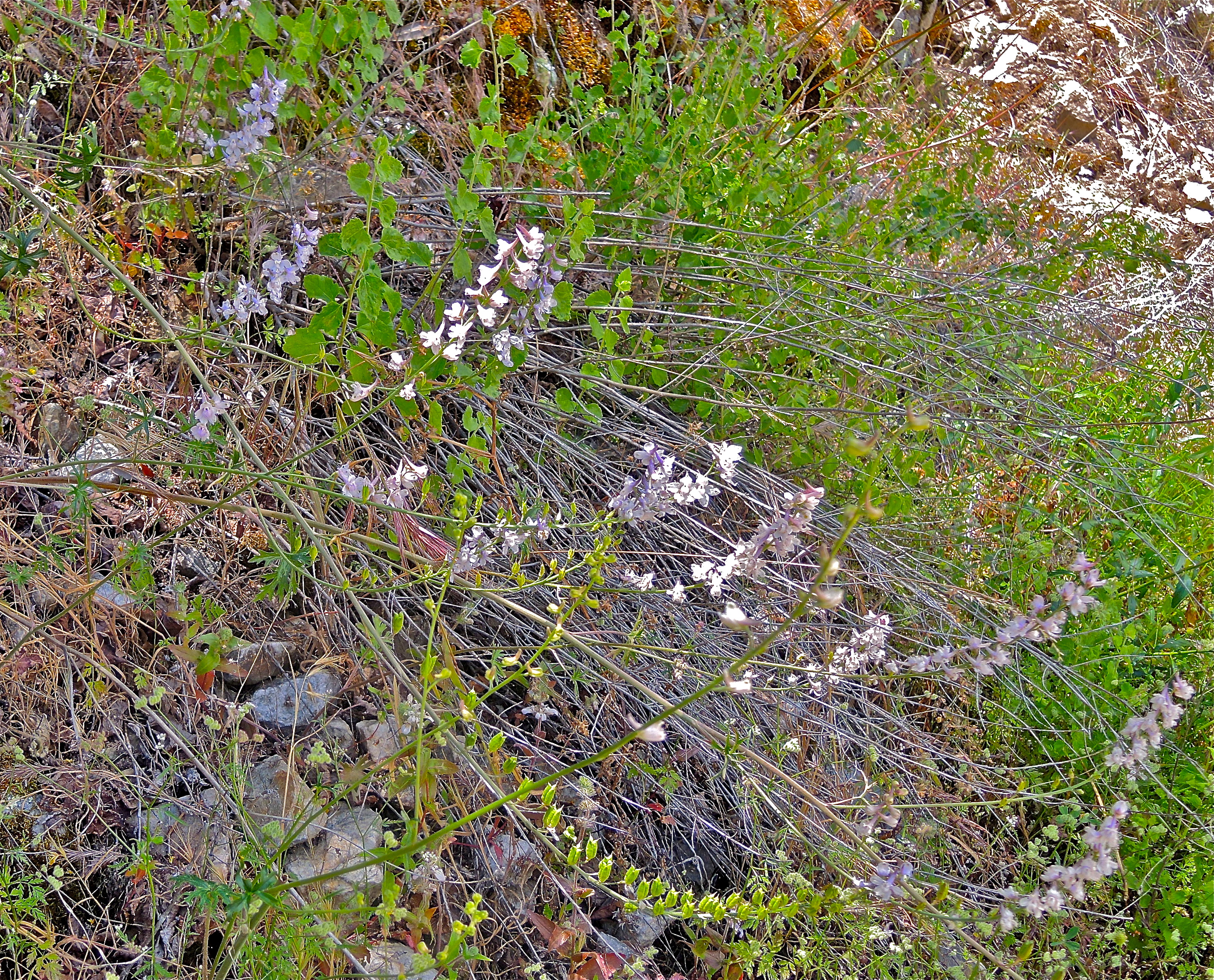 <i>Delphinium hansenii ssp. hansenii</i>