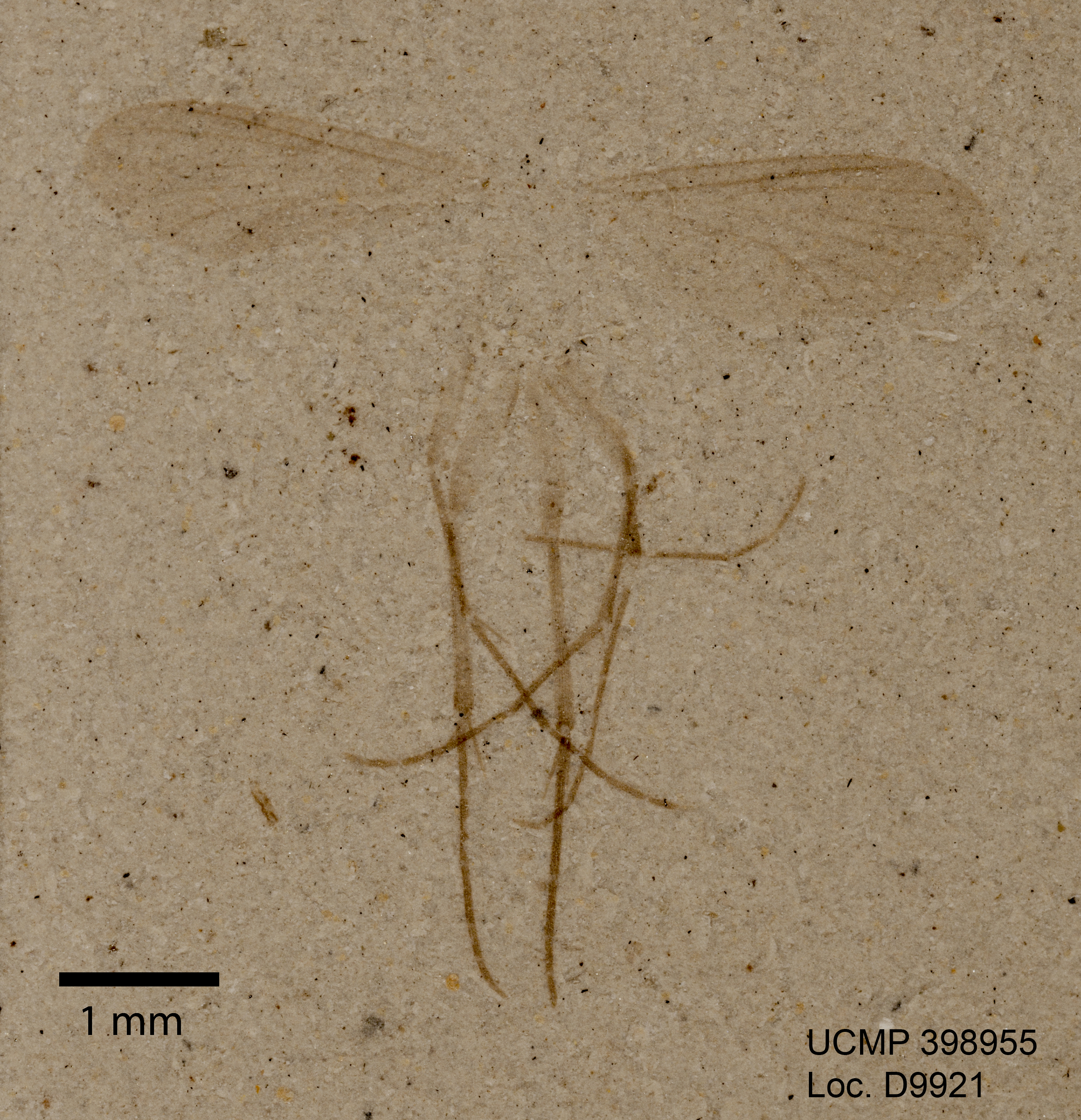 Class Insecta