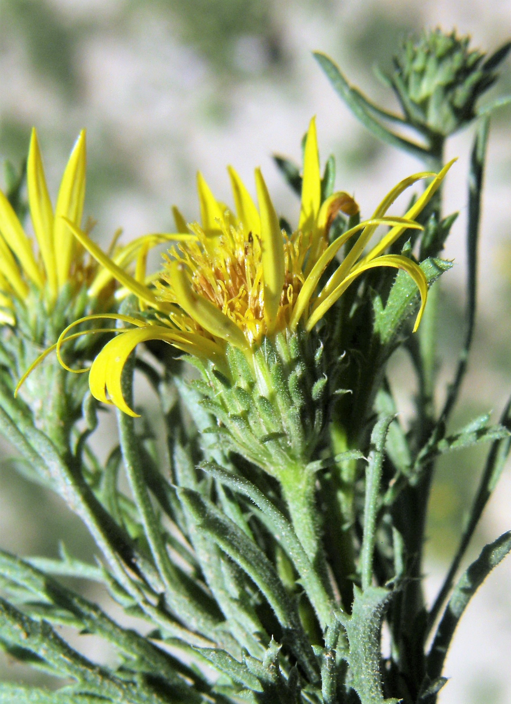 <i>Xanthisma spinulosum</i>; Spiny Goldenweed