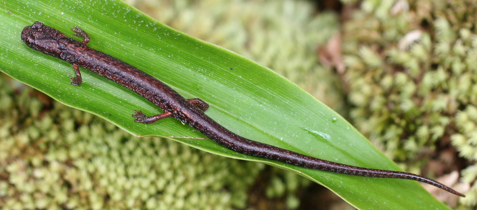 <i>Nototriton nelsoni</i>; Texiguat Moss Salamander