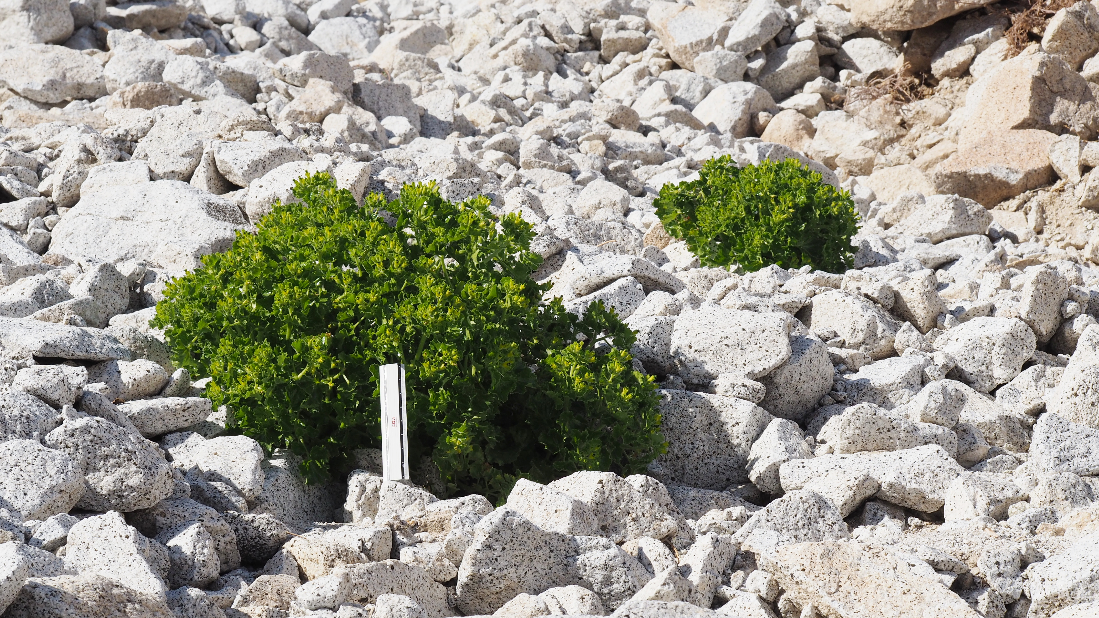 <i>Eucnide rupestris</i>; Rock Nettle