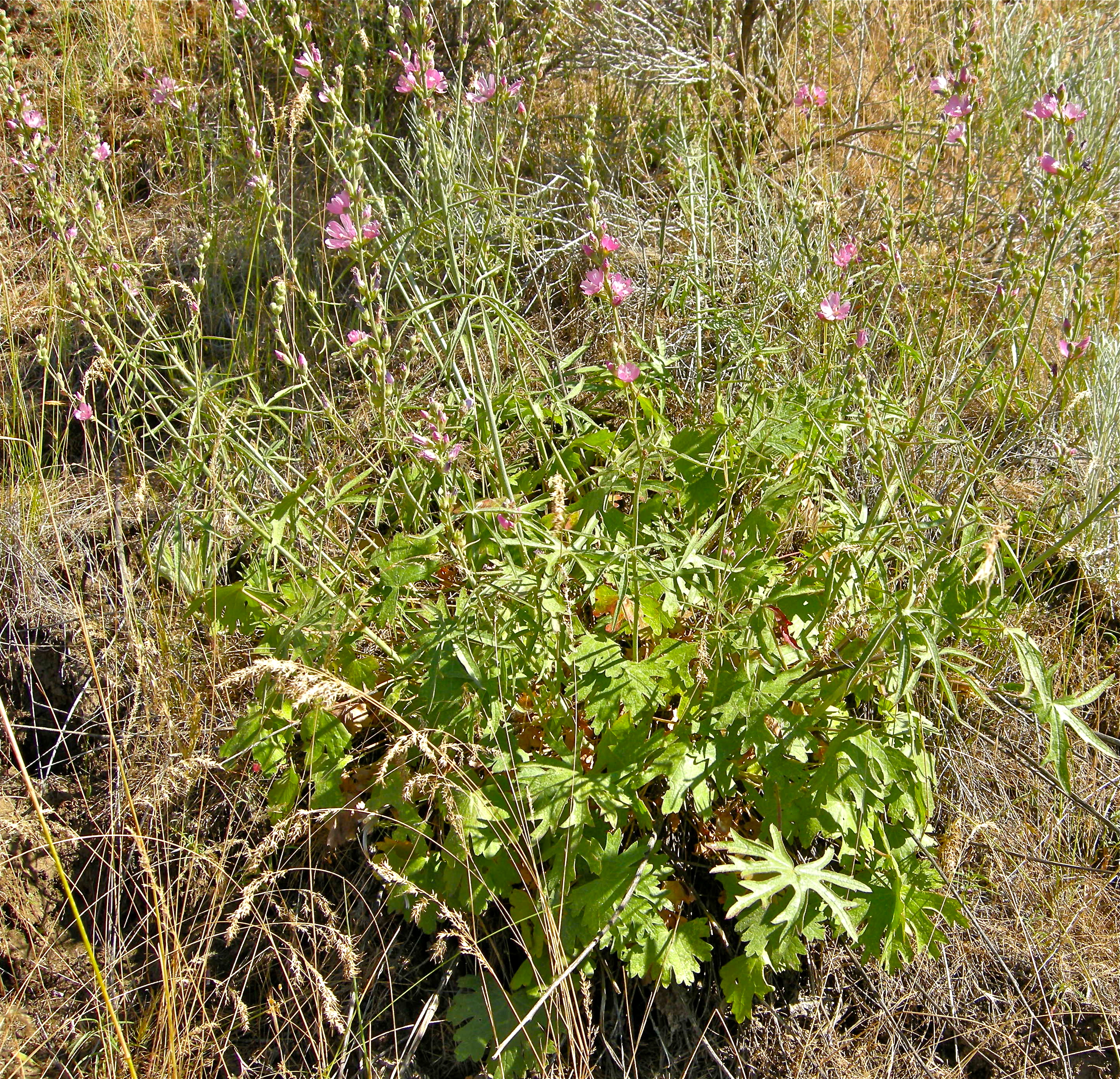 <i>Sidalcea oregana ssp. oregana</i>