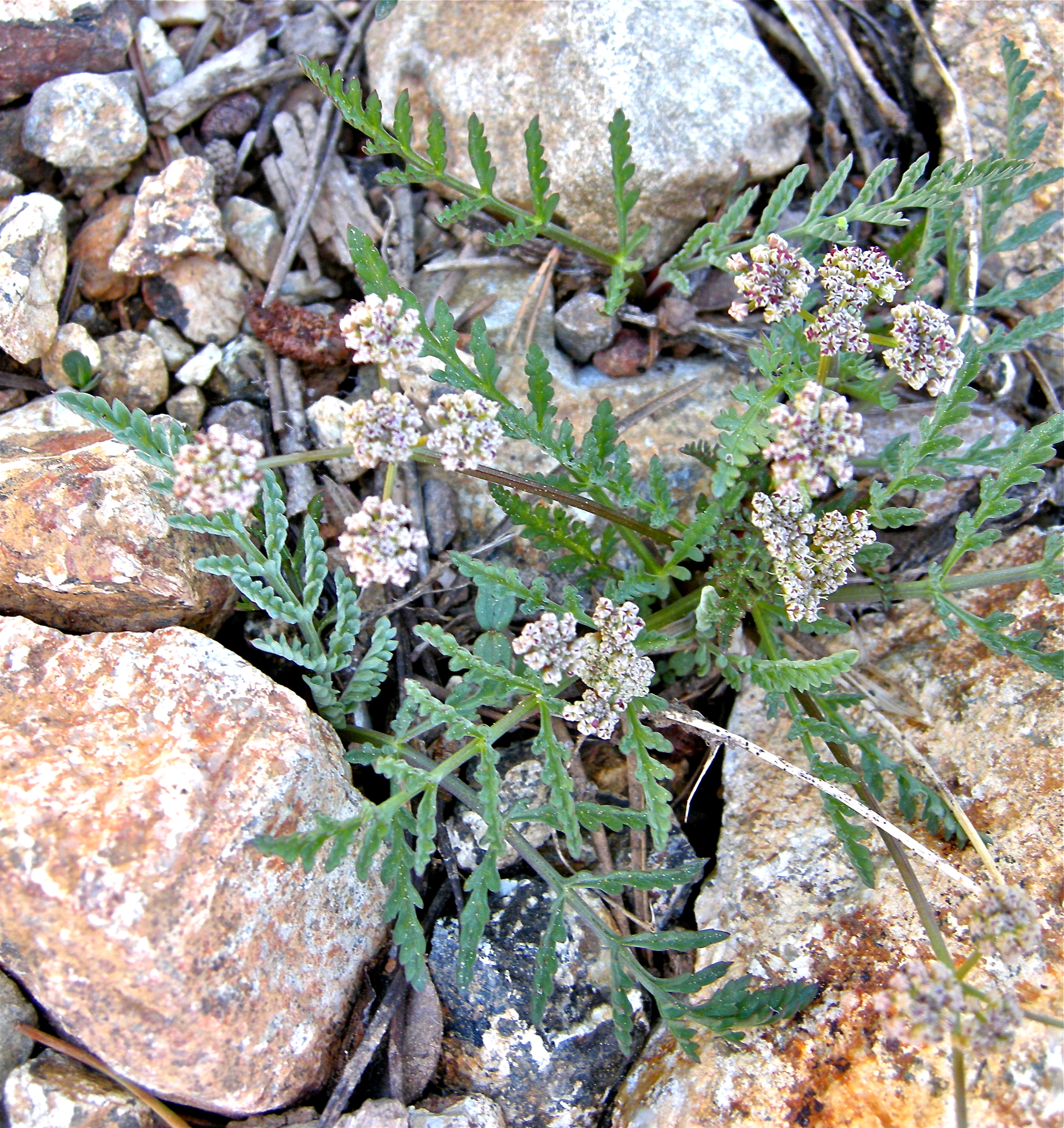 <i>Lomatium engelmannii</i>