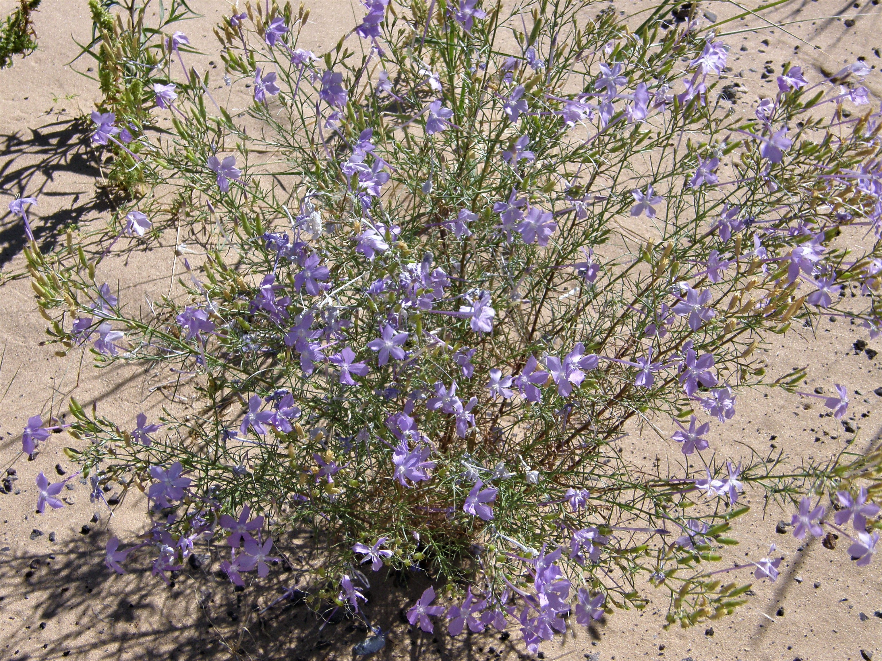 <i>Ipomopsis longiflora ssp. longiflora</i>; Flax-flowered Ipomopsis