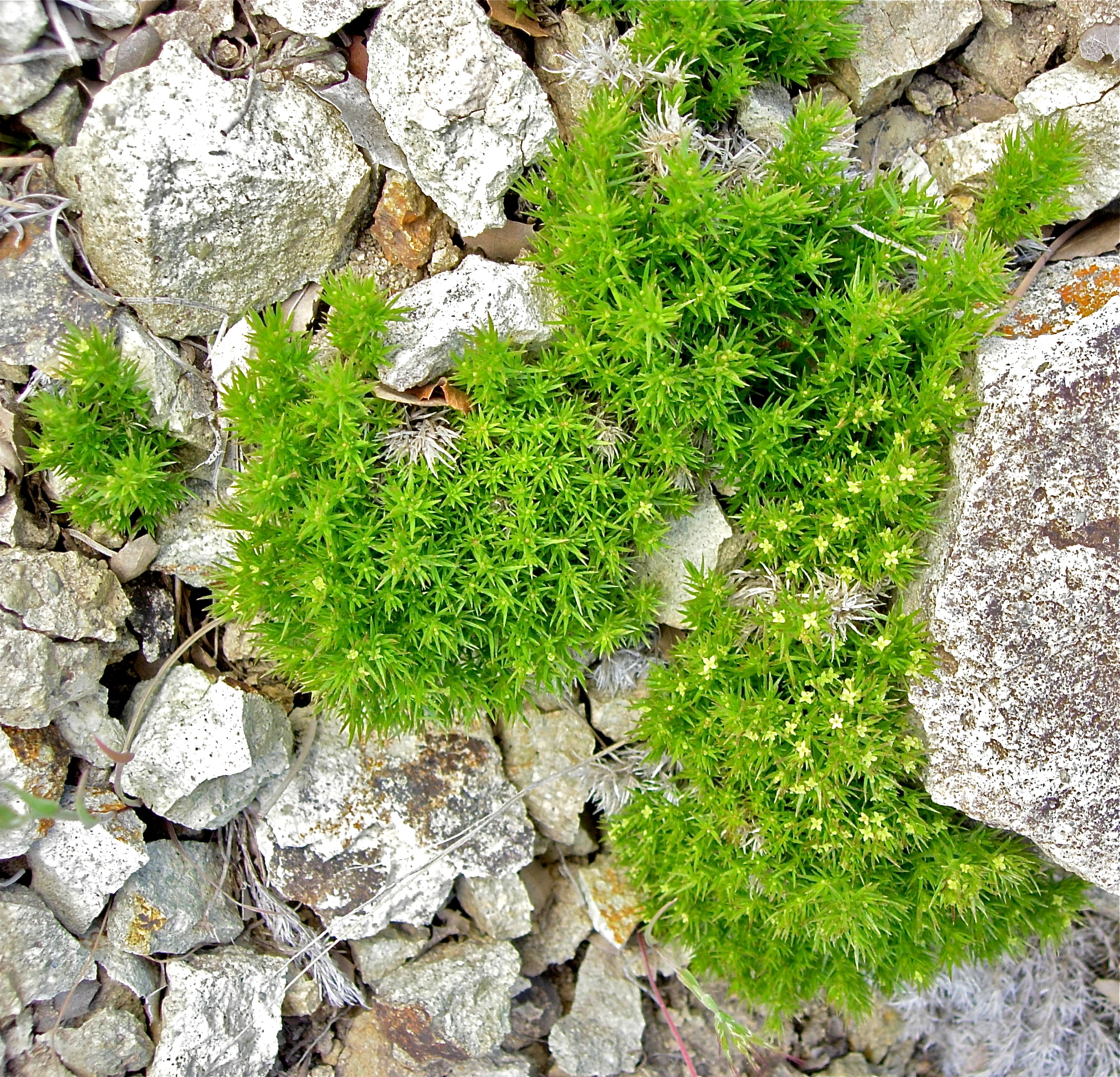 <i>Galium andrewsii</i>