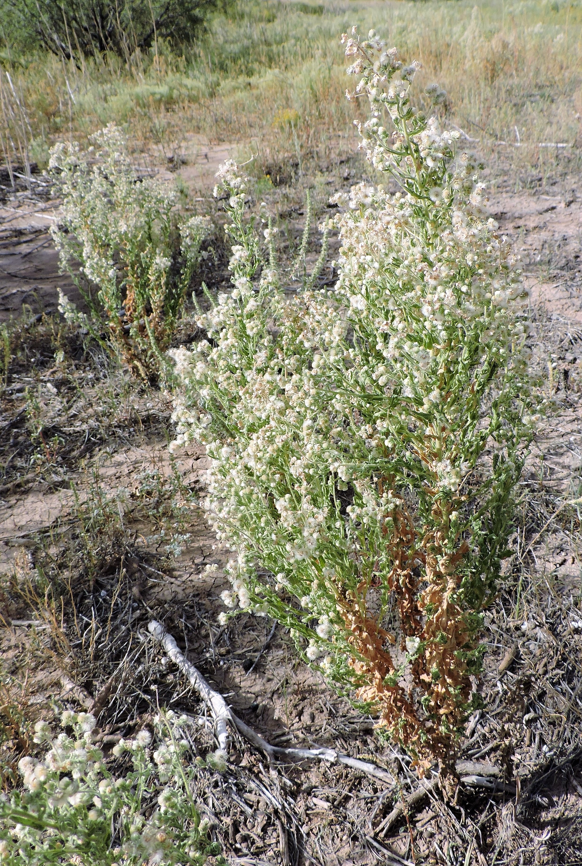 <i>Conyza coulteri</i>; Coulter's Horseweed